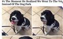 Πολύ γέλιο: Η στιγμή που ο σκύλος καταλαβαίνει πως τον πας στον κτηνίατρο και όχι βόλτα - Φωτογραφία 2