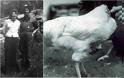 Το κοτόπουλο που έζησε ακέφαλο επί 18 μήνες. Ταξίδεψε σε όλη την Αμερική, έγινε διάσημο και πέθανε από απροσεξία του ιδιοκτήτη του - Φωτογραφία 1