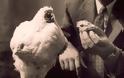 Το κοτόπουλο που έζησε ακέφαλο επί 18 μήνες. Ταξίδεψε σε όλη την Αμερική, έγινε διάσημο και πέθανε από απροσεξία του ιδιοκτήτη του - Φωτογραφία 4
