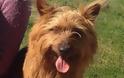 Ο σκύλος Ράστι που έκανε με οτοστόπ 1.500 χιλιόμετρα! - Φωτογραφία 1