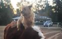 Ο σκύλος Ράστι που έκανε με οτοστόπ 1.500 χιλιόμετρα! - Φωτογραφία 2