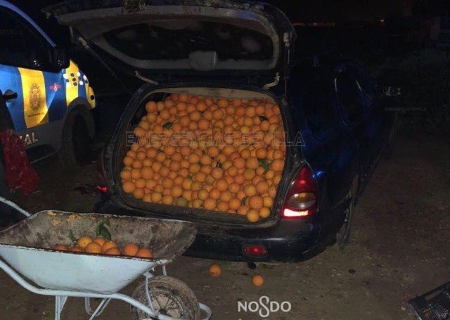 Έκλεψαν 4 τόνους πορτοκάλια και τα φόρτωσαν σε Ι.Χ.! - Φωτογραφία 2