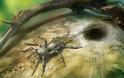 Αράχνη με ουρά εντοπίστηκε σε κεχριμπάρι 100 εκατ. ετών