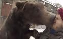 Αρκούδα παραλαμβάνει από το νοσοκομείο τον καθηλωμένο σε καροτσάκι εκπαιδευτή της [video]
