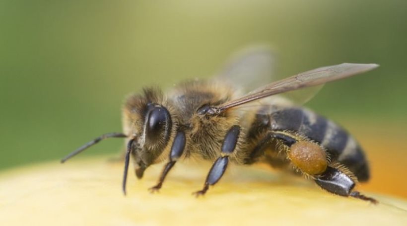 Ηράκλειο: Γυναίκα πέθανε από το τσίμπημα μέλισσας - Φωτογραφία 1