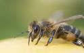 Ηράκλειο: Γυναίκα πέθανε από το τσίμπημα μέλισσας
