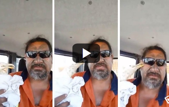 Ένας άνδρας σώζει έναν πληγωμένο γλάρο. Ο γλάρος του επιτίθεται και το βίντεο τους γίνεται viral! - Φωτογραφία 1