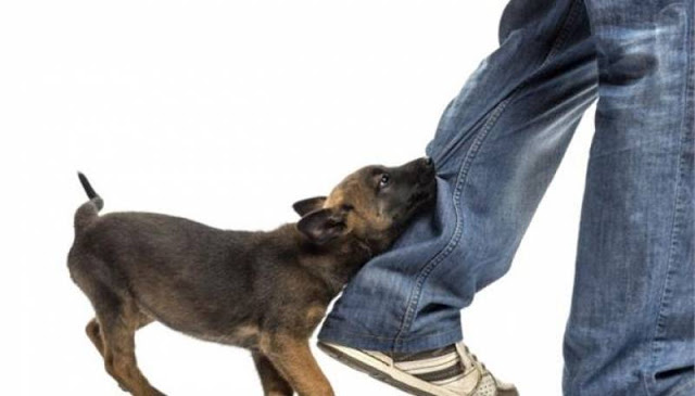 Τους αγχώδεις και νευρωτικούς ανθρώπους είναι πιο πιθανό να δαγκώσει ένας σκύλος! - Φωτογραφία 1