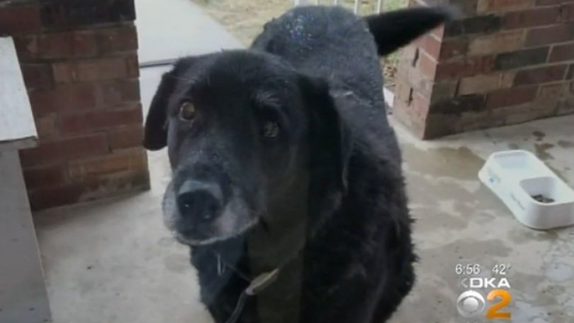 Σκύλος που είχε χαθεί επέστρεψε στην οικογένειά του 10 χρόνια μετά! - Φωτογραφία 1