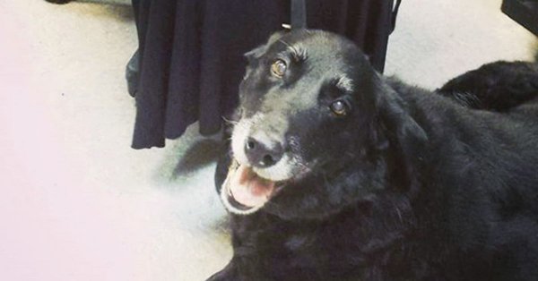Σκύλος που είχε χαθεί επέστρεψε στην οικογένειά του 10 χρόνια μετά! - Φωτογραφία 3