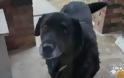 Σκύλος που είχε χαθεί επέστρεψε στην οικογένειά του 10 χρόνια μετά!