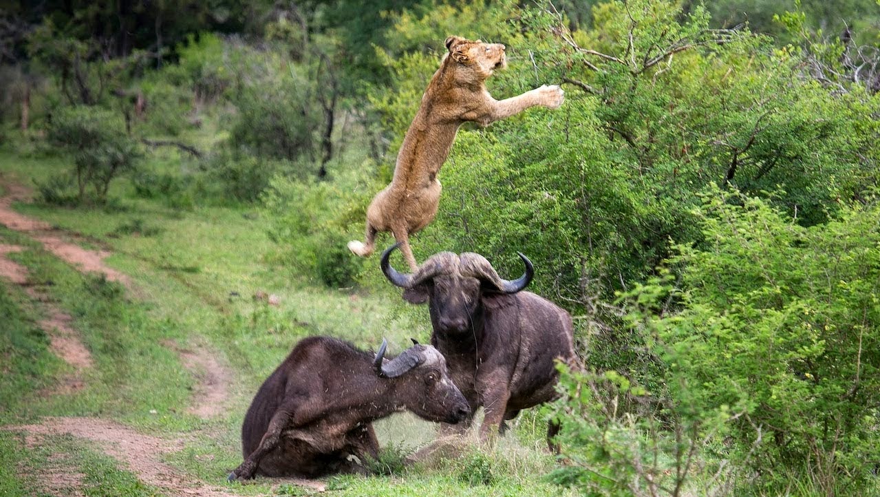 Βουβάλι κάνει επίδειξη δύναμης σε λιοντάρι - Το σηκώνει 5 μέτρα στον αέρα! Δείτε το εκπληκτικό βίντεο - Φωτογραφία 1