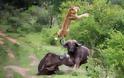 Βουβάλι κάνει επίδειξη δύναμης σε λιοντάρι - Το σηκώνει 5 μέτρα στον αέρα! Δείτε το εκπληκτικό βίντεο