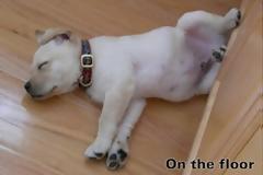 Η εξέλιξη των κατοικίδιων ζώων!