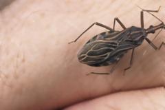 Μεταλλαγμένος φονικός ιός μεταδίδεται από ένα απλό τσίμπημα!