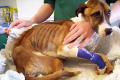 ΦΡΙΚΗ - Άφησαν σκυλί να πεθάνει από την πείνα ...