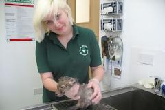 Αλεπού σώθηκε τη τελευταία στιγμή! Απίστευτο...