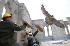 Γι’ αυτό δεν πρέπει να τα βάζεις ποτέ με μια γερακίνα… [Video]