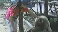 VIDEO: Πίθηκος ζητά να τον … ξύσουν στο κεφάλι! - Φωτογραφία 1