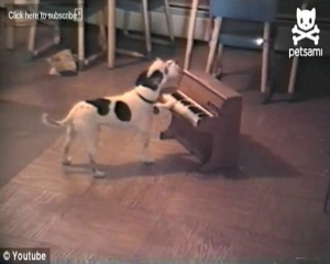 VIDEO: Σκύλος παίζει πιάνο και τραγουδά! - Φωτογραφία 1