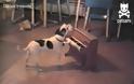 VIDEO: Σκύλος παίζει πιάνο και τραγουδά!