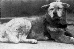 Η ιστορία του Χατσίκο!