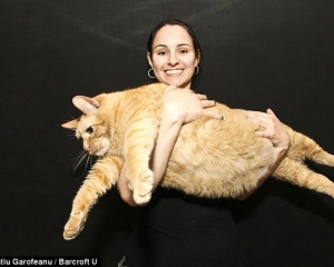 Αυτή είναι η πιο χοντρή γάτα του κόσμου; (pics) - Φωτογραφία 1