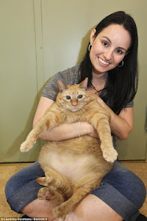 Αυτή είναι η πιο χοντρή γάτα του κόσμου; (pics) - Φωτογραφία 2