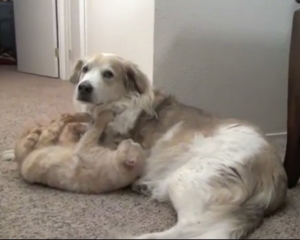 ΑΠΙΣΤΕΥΤΟ VIDEO: Γατούλα εκφράζει την αγάπη της σε σκύλο! - Φωτογραφία 1