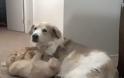 ΑΠΙΣΤΕΥΤΟ VIDEO: Γατούλα εκφράζει την αγάπη της σε σκύλο!