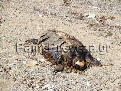 Εικόνες ντροπής! Σαπίζει η νεκρή χελώνα στην παραλία στο Μονολίθι στην Πρέβεζα - Φωτογραφία 3