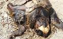 Εικόνες ντροπής! Σαπίζει η νεκρή χελώνα στην παραλία στο Μονολίθι στην Πρέβεζα - Φωτογραφία 1