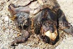 Εικόνες ντροπής! Σαπίζει η νεκρή χελώνα στην παραλία στο Μονολίθι στην Πρέβεζα