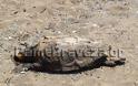 Εικόνες ντροπής! Σαπίζει η νεκρή χελώνα στην παραλία στο Μονολίθι στην Πρέβεζα - Φωτογραφία 2