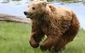Λαθροκυνηγοί σκότωσαν και ακρωτηρίασαν αρκούδα στη Φλώρινα