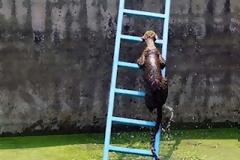 Λεοπάρδαλη διασώζεται ανεβαίνοντας μια σκάλα!