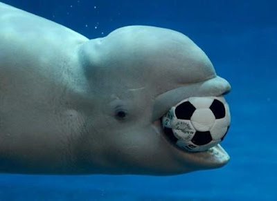 Οι φάλαινες παίζουν μπάλα! - Φωτογραφία 3
