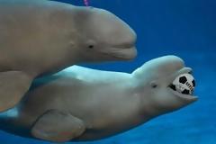 Οι φάλαινες παίζουν μπάλα!