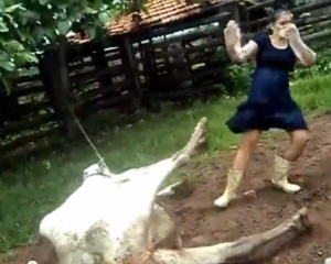VIDEO: Αγελάδα γεννάει και δίνει κλωτσιά σε γυναίκα που την ακουμπάει - Φωτογραφία 1