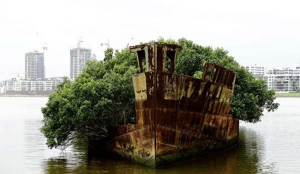 ΔΕΙΤΕ: Πλοίο μετατράπηκε κυριολεκτικά σε… δάσος! - Φωτογραφία 8
