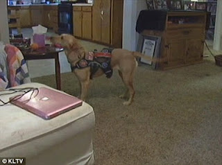 Συγκλονιστική ιστορία: 3χρονη διαβητική είναι ζωντανή χάρις στο σκύλο της - Φωτογραφία 3