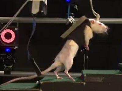 Ρομπότ βοηθά παράλυτα ποντίκια να περπατήσουν - Φωτογραφία 1