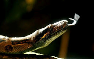 Λαμία: Πήγε να ταΐσει το καναρίνι και βρήκε το φίδι στο κλουβί! - Φωτογραφία 1