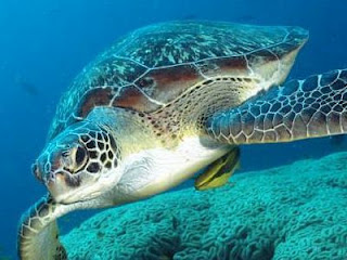 Θαλάσσια χελώνα βρέθηκε νεκρή στο Ναύπλιο - Φωτογραφία 1