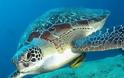 Θαλάσσια χελώνα βρέθηκε νεκρή στο Ναύπλιο