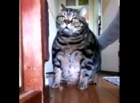 Πώς μια χοντρούλα γάτα καθαρίζει το πάτωμα! [Video] - Φωτογραφία 1