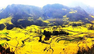 Κανόλα: Ένας κίτρινος παράδεισος! - Φωτογραφία 1