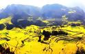 Κανόλα: Ένας κίτρινος παράδεισος!