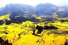 Κανόλα: Ένας κίτρινος παράδεισος!