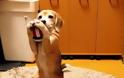 Αυτός ο σκύλος ετοιμάζεται να γίνει τερματοφύλακας! [Video]